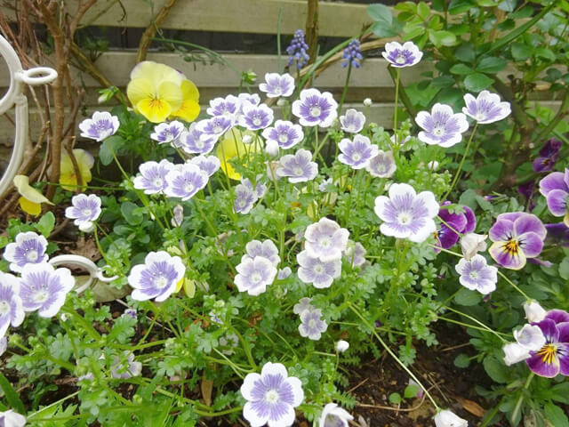 樹木や草花が彩る レンガ敷きの庭