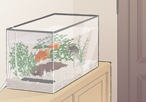 風水で良く聞くアイテムに水槽があります。