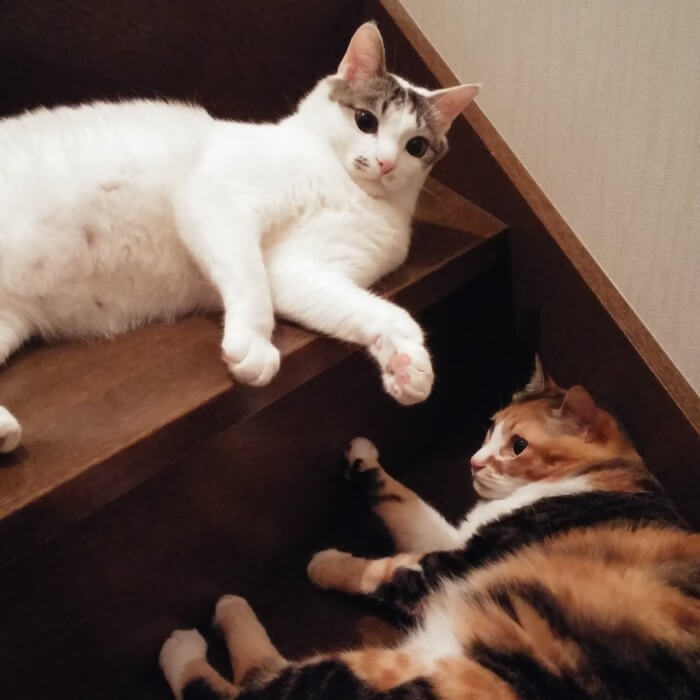 ���Ɍ��ݏZ  chianki����