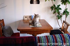 猫が快適に暮らせるように工夫しています