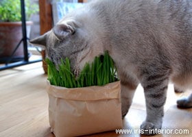 猫草は市販のものを用意