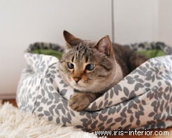 猫用のベッドやブランケットもインテリアを壊さないものをセレクトしています