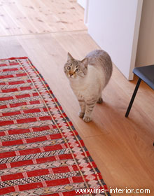 猫が居るから付いたキズも大切な想い出となり