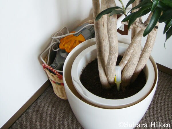 ハンディの掃除機が観葉植物の後ろでスタンバイ。