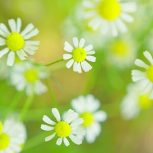 �J���~�[��