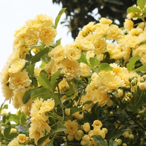 ��ʌ� �䂫��Ȃ�����