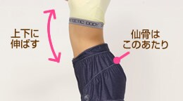 �㉺�ɐL�΂�