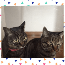 �v���t�B�[���摜