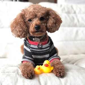 �v���t�B�[���摜