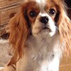 �v���t�B�[���摜
