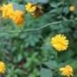 dreaming flower����
