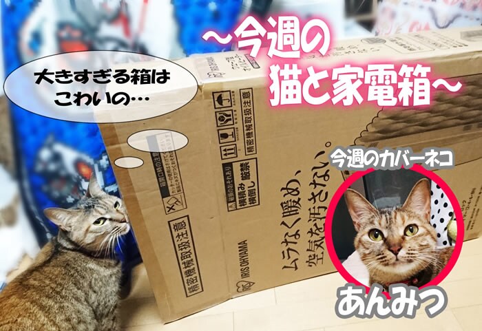今週の猫と家電箱