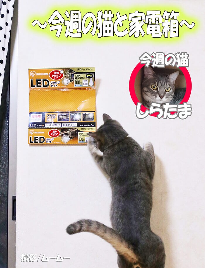 ���T�̔L�ƉƓd��