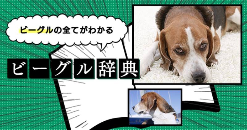 ビーグルの歴史・特徴・性格・しつけ | アイリスプラザ_メディア