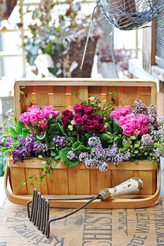 春が咲く、ピンクバスケットの寄せ植え | アイリスプラザ_メディア
