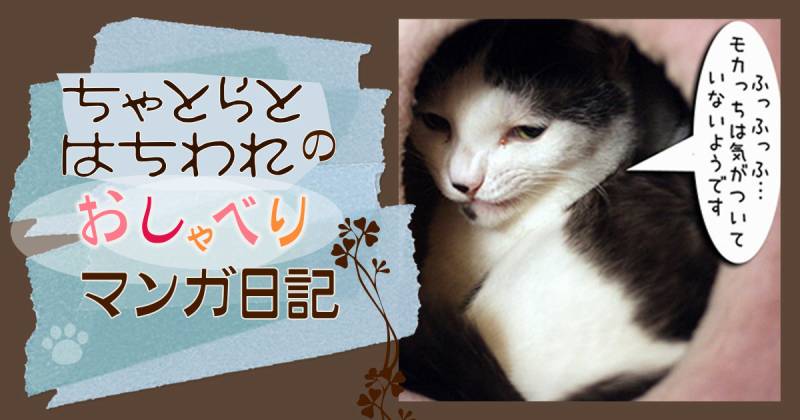 かくれんぼの天才～ちゃとらとはちわれマンガ日記 | アイリスプラザ_
