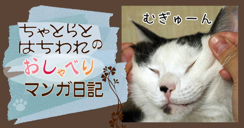 ついいじりたくなる～ちゃとらとはちわれマンガ日記 | アイリスプラザ_
