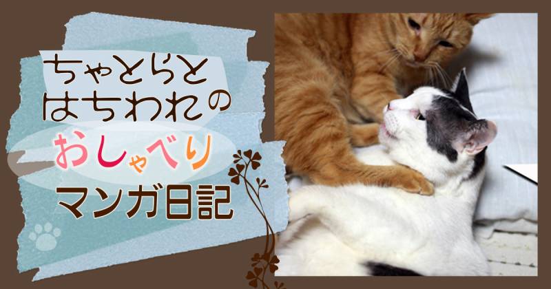 ちゃとら様❣️専用ページ 漢の毛繕い～ちゃとらとはちわれマンガ日記 | アイリスプラザ_メディア