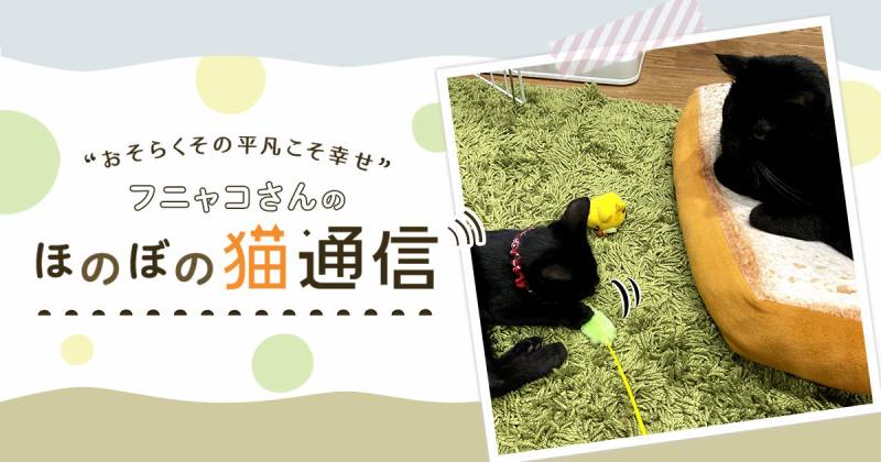 猫それぞれの遊び方 | アイリスプラザ_メディア
