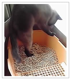 �܂��͐V�����g�C�����m�F�I