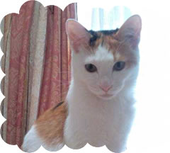 �тт����