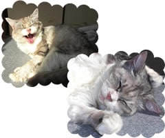 �܂邿���E���т����