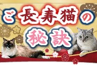 �������L�̔錍