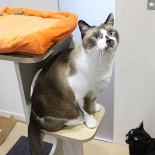 �C���e���A�L���b�g�����h M�EL�T�C�Y 
