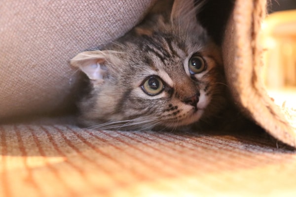 猫の画像