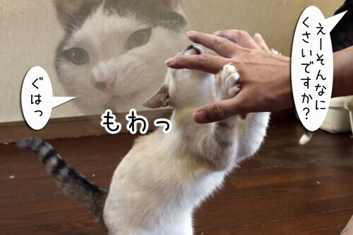 画像3
