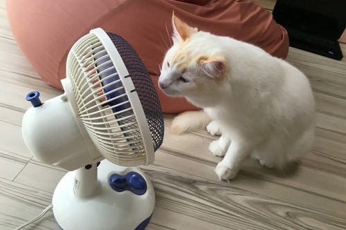 なしみさんちのパール