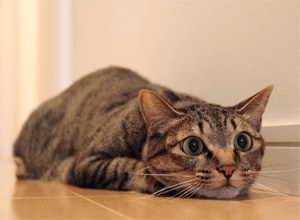 maru2006さんちのまる