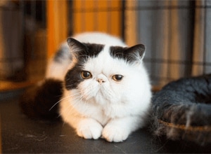 kockaphotoさんちのぶん