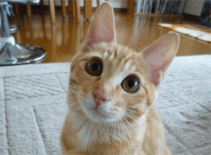 なをこさんちのチー太
