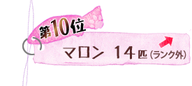 第10位 マロン 14匹 ↑