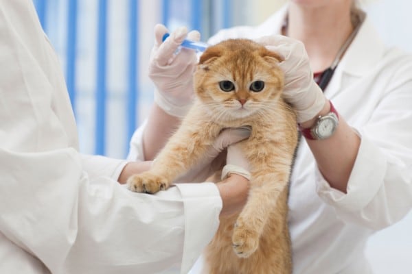 注射をされる猫