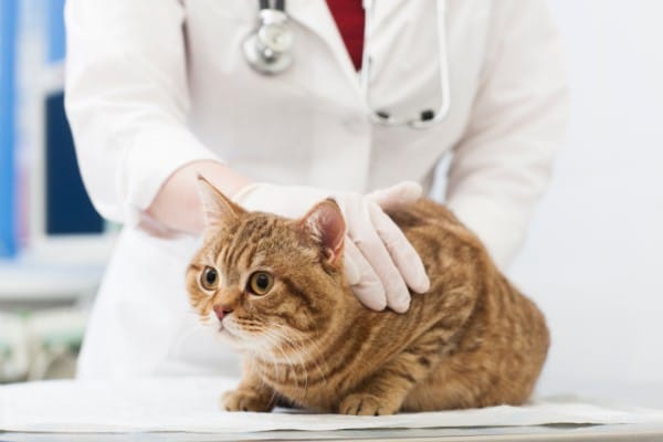 治療中の猫