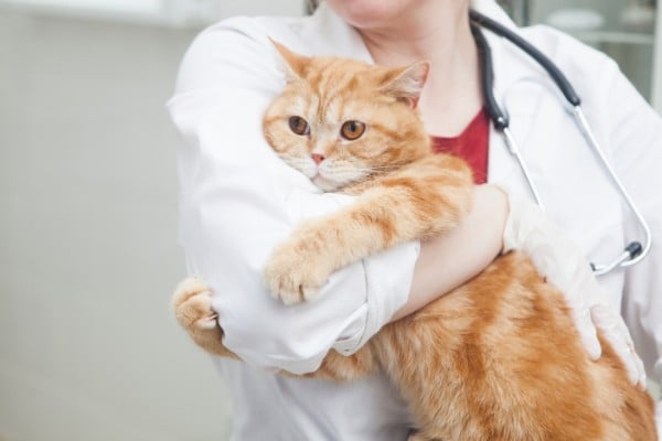 医者に抱かれる猫