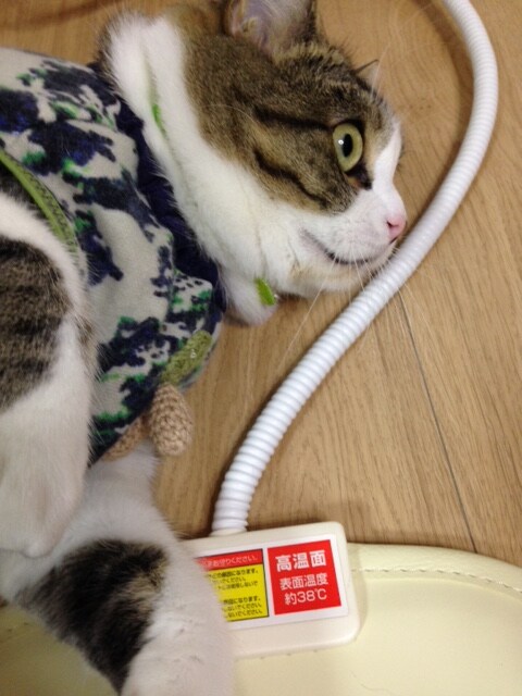 ���|�[�g�摜