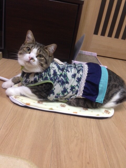���|�[�g�摜