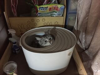 レポート画像