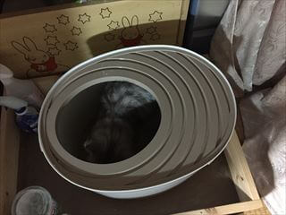 レポート画像