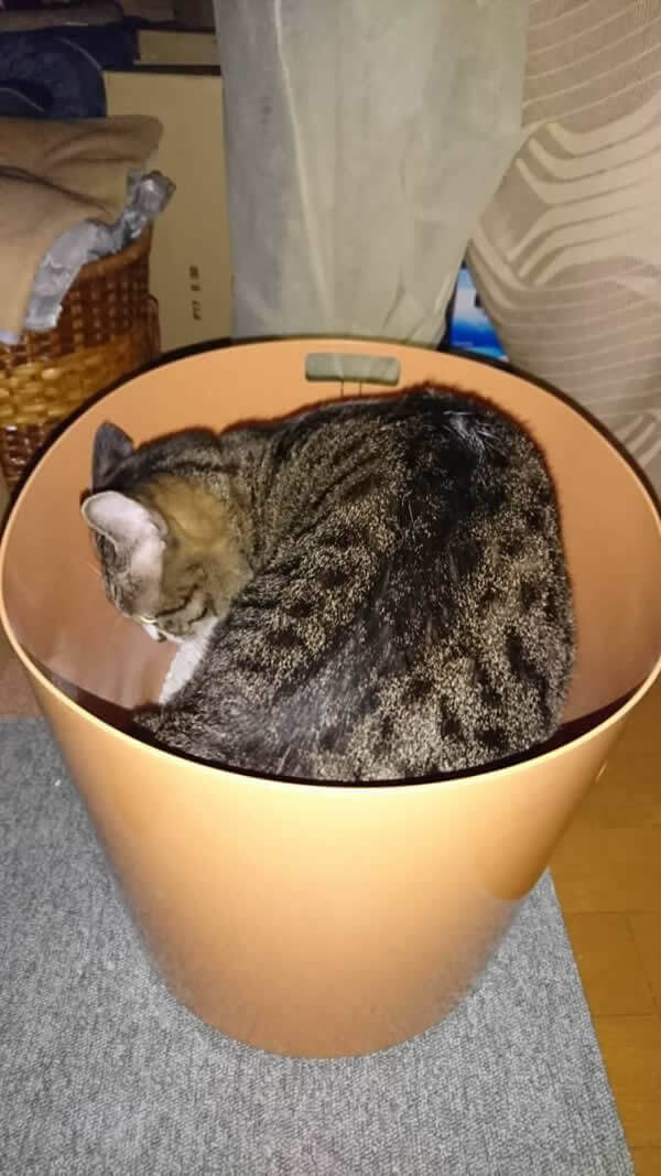 レポート画像