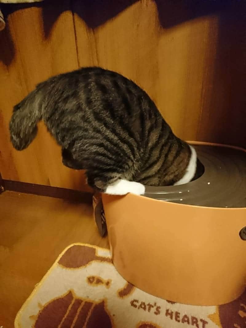 レポート画像