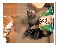 ���j�^�[�p�L�����͂����Ƃ��̔L�B�B