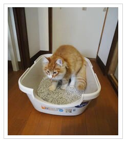 何度もカキカキして感触を確かめます。
