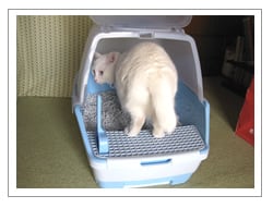 �����Ƀg�C���ɓ����Ă���܂����B