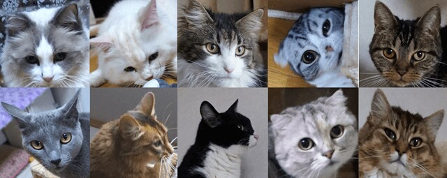 ねこだらけのメンバー