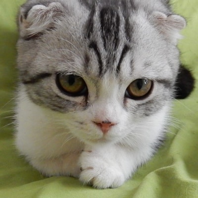 �L���炯