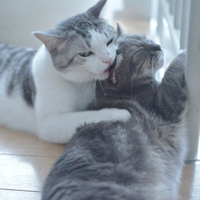 �c���M���L�̓���